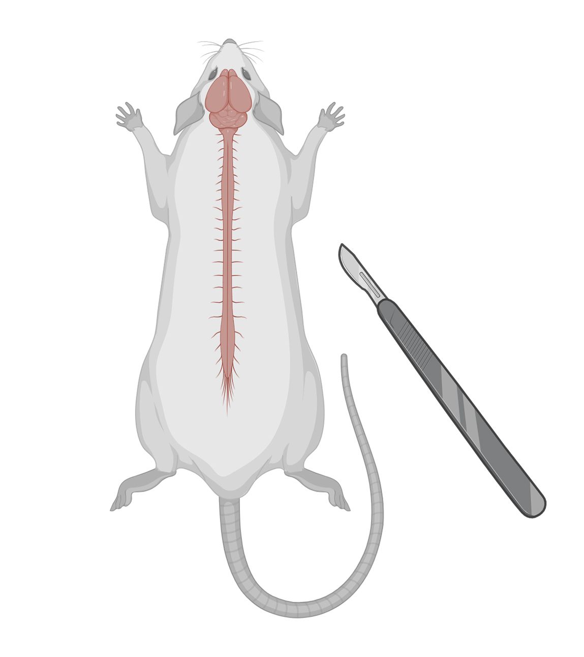 Prélèvement de liquides et de tissus - Services animaliers | Biospective