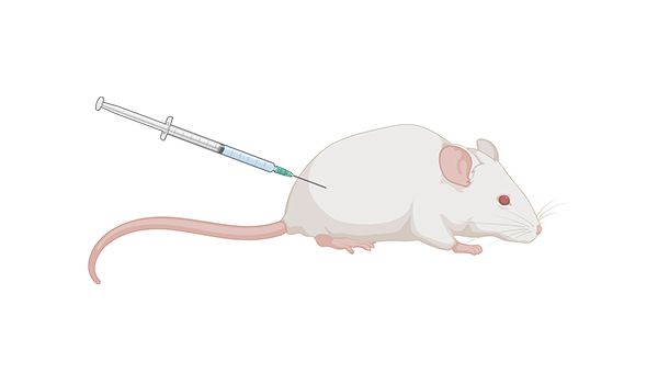A graphical representation of a mouse being injected with a syringe, which is a common procedure in biomedical research when dosing rodent models