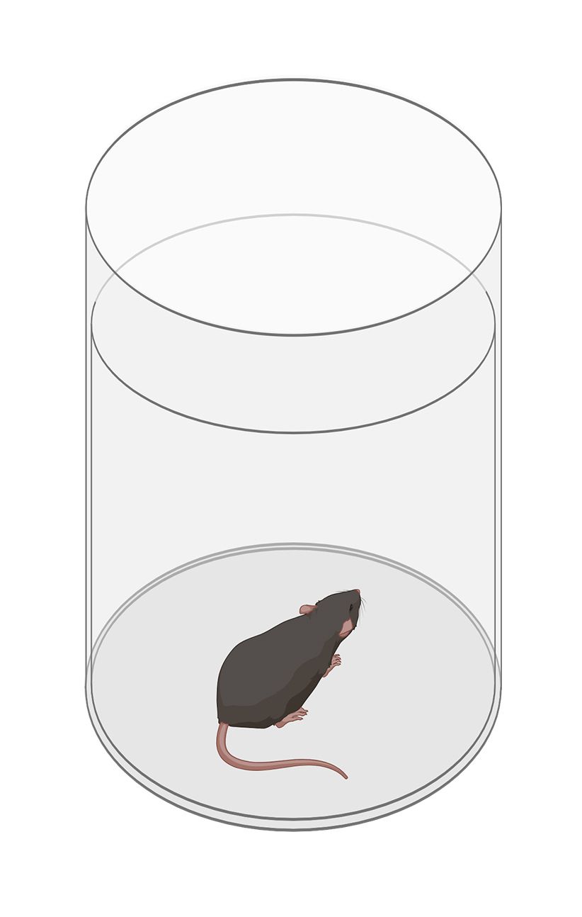 A laboratory mouse, inside an experimental setup for Motor Function - rotation test inside a rotameter