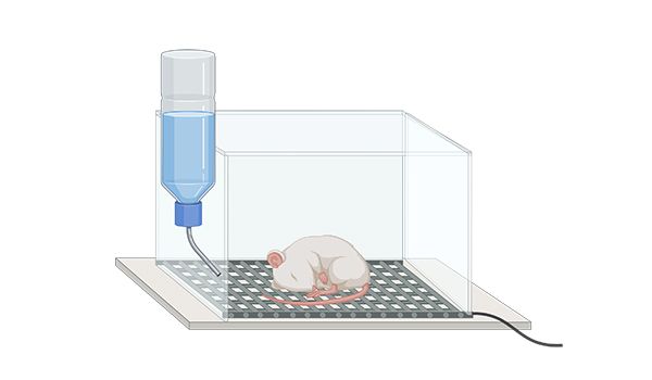 A laboratory mouse, inside an experimental setup for Sleep - PiezoSleep