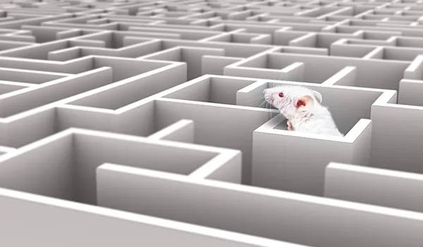 Tests comportementaux - un labyrinthe tridimensionnel avec de hauts murs, dans lequel se trouve une souris de laboratoire blanche qui regarde à travers l'un des couloirs.