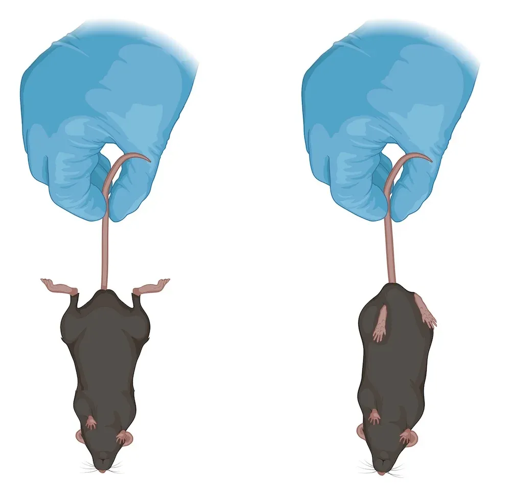 Illustration of rodent model showing signs of clasping