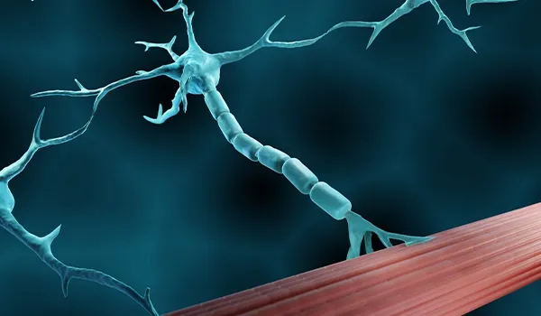 A digital rendering of a neuron, which is a cell that transmits nerve impulses.