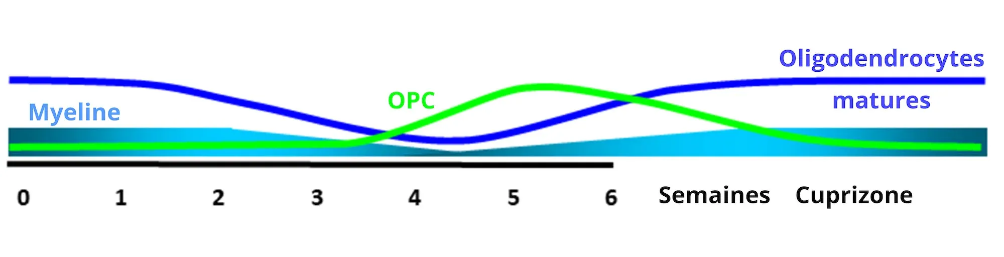 Graphique de l'évolution temporelle de la myéline à la Cuprizone