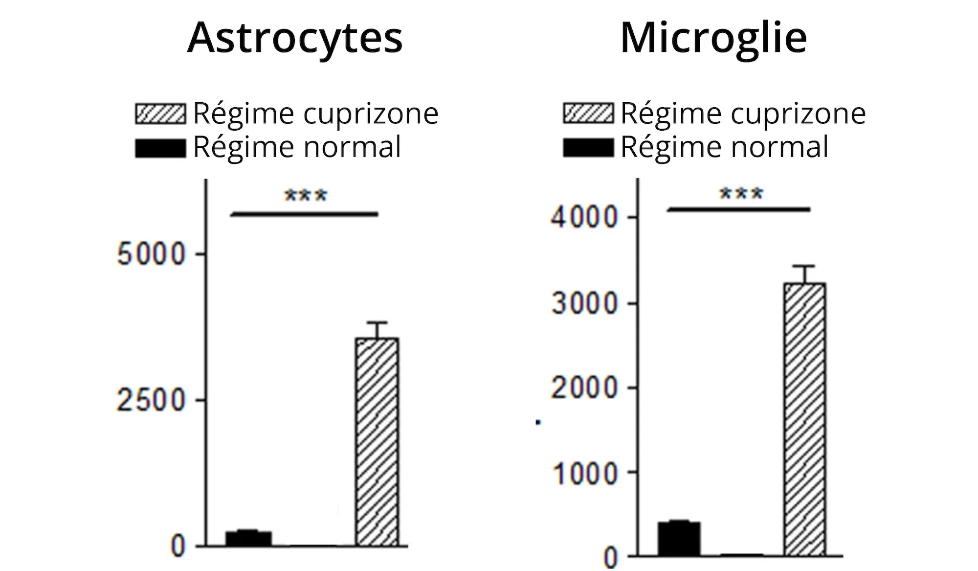 2 graphiques à barres indiquant qu'un régime à base de cuprizone augmente significativement l'activité/la quantité d'astrocytes & de microglies par rapport à un régime normal, ce qui est pertinent pour l'étude de la démyélinisation dans les modèles de SP