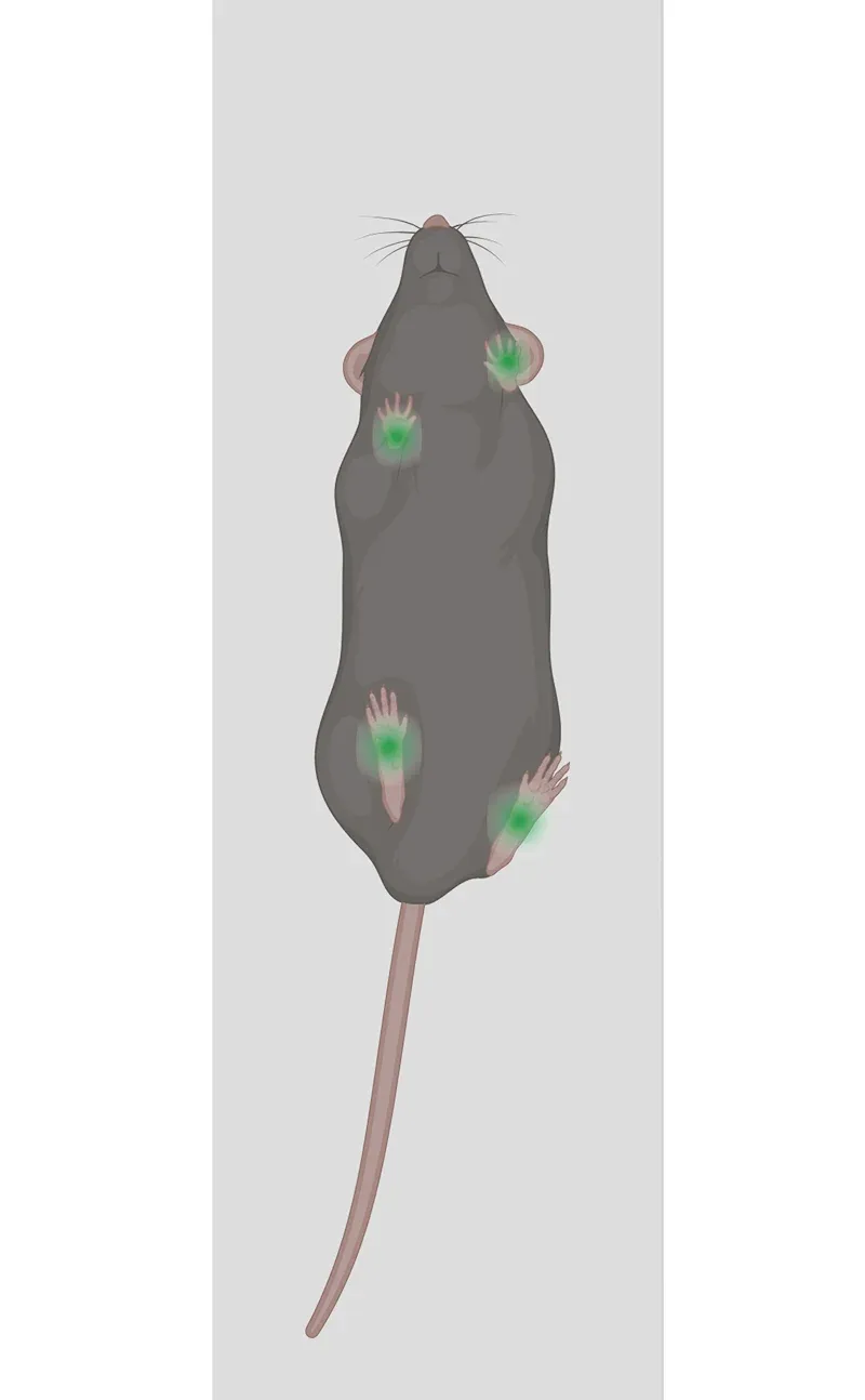 Graphical or schematic representation of a rodent, from a dorsal view, with highlighted areas that may represent sensors or markers used in gait analysis studies