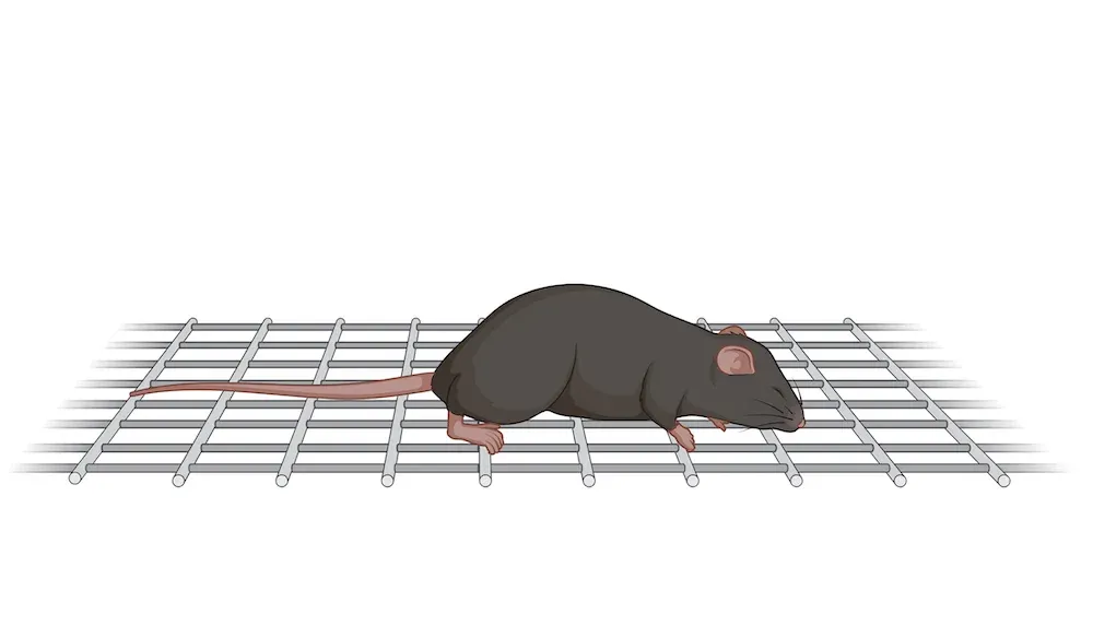A laboratory mouse, inside an experimental setup for Motor Function - Grill Agility