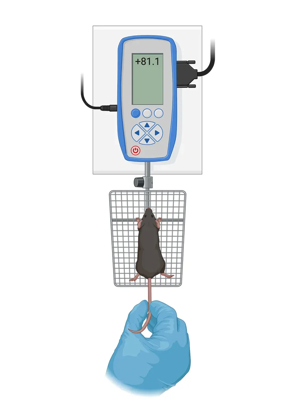 Une souris de laboratoire, à l'intérieur d'un dispositif expérimental pour la fonction motrice - force de préhension
