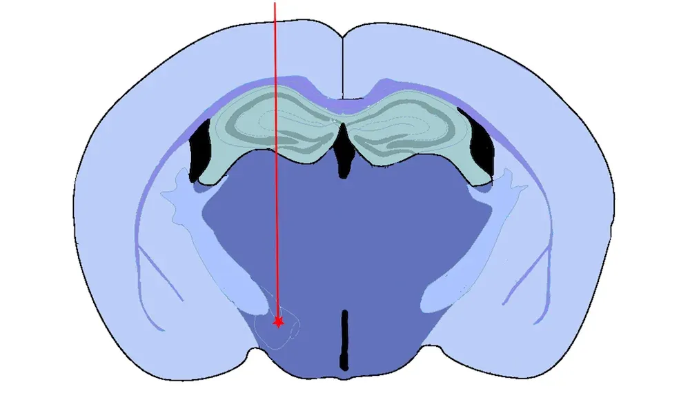 Illustration simplifiée d'une vue en coupe du cerveau d'un rongeur - Maladie de Parkinson - Site d'injection du modèle MFB