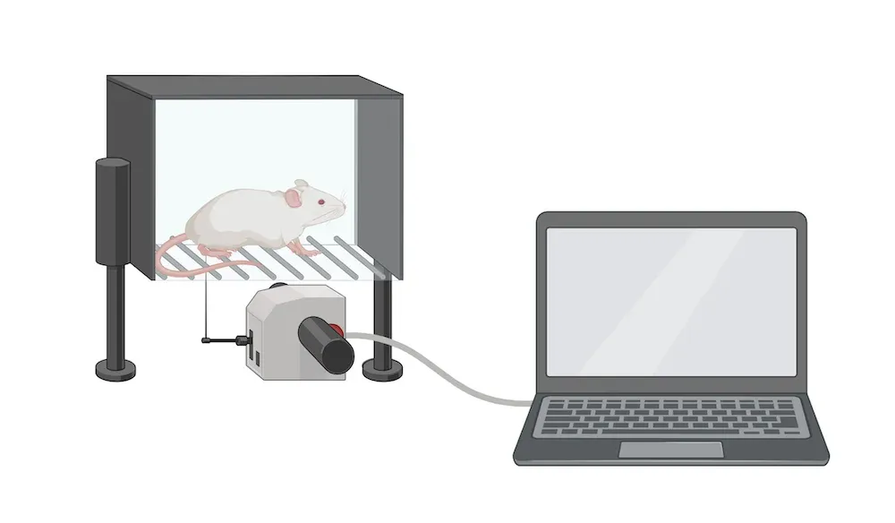 Une souris de laboratoire, à l'intérieur d'un dispositif expérimental pour la fonction motrice - sensibilité mécanique