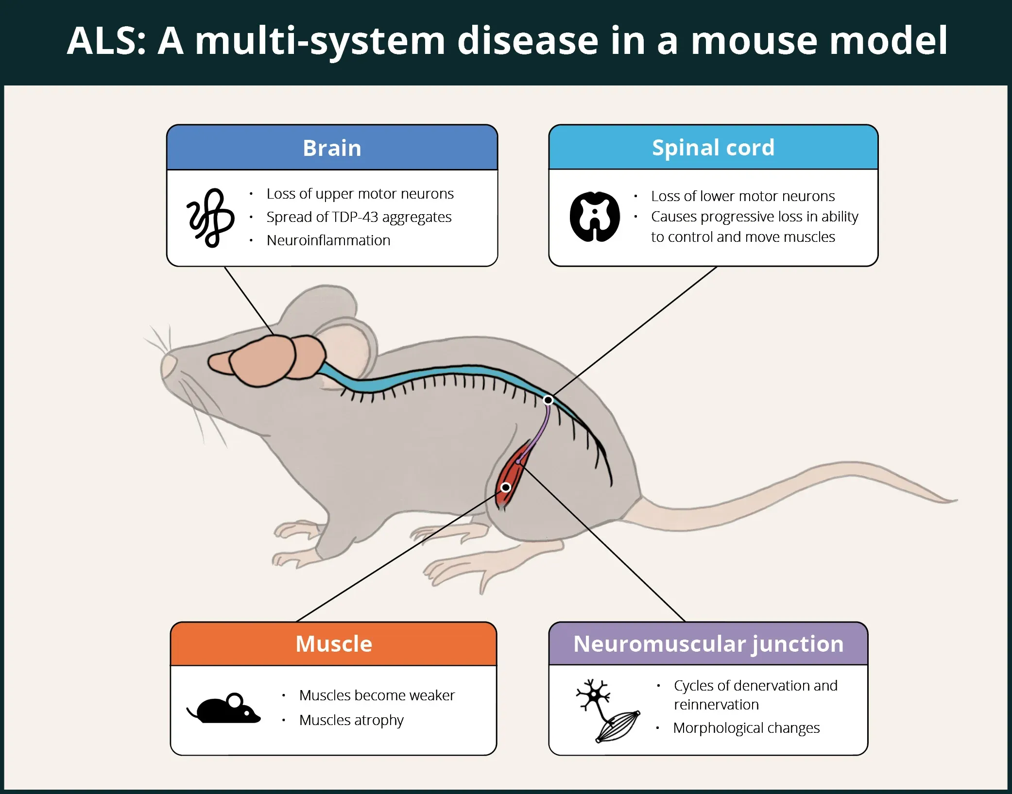 Multi-system effects of ALS in a mouse model