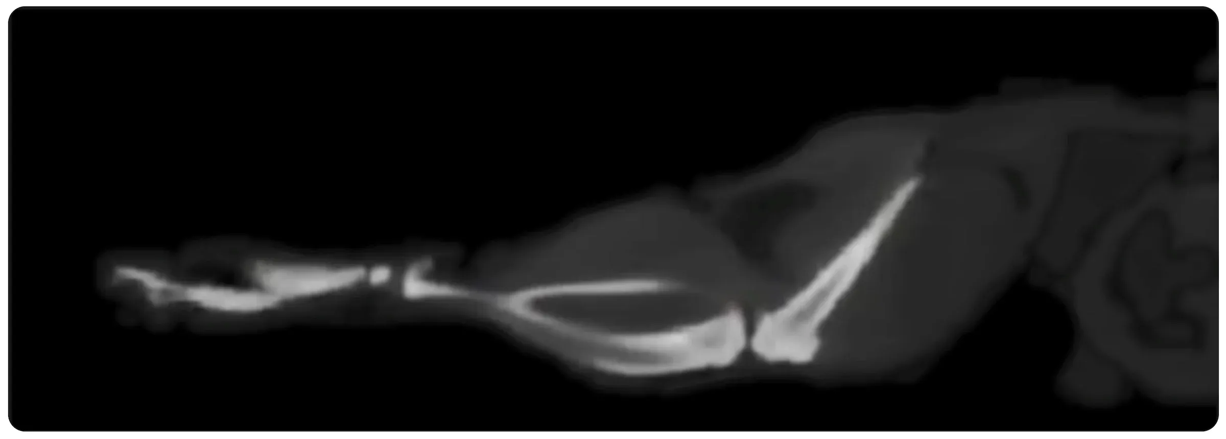 TDM - Scan des muscles de la jambe de la souris