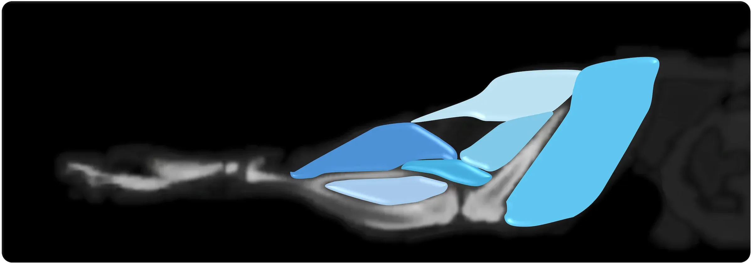 TDM - Scan de segmentation des muscles de la jambe de la souris
