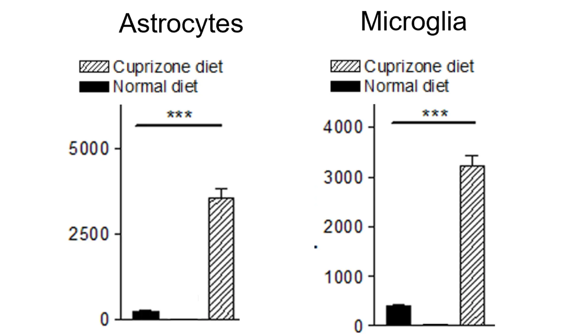 Two bar graphs indicating that a cuprizone diet significantly increases the activity or quantity of astrocytes and microglia compared to a normal diet, relevant in the study of demyelination in Multiple Sclerosis models