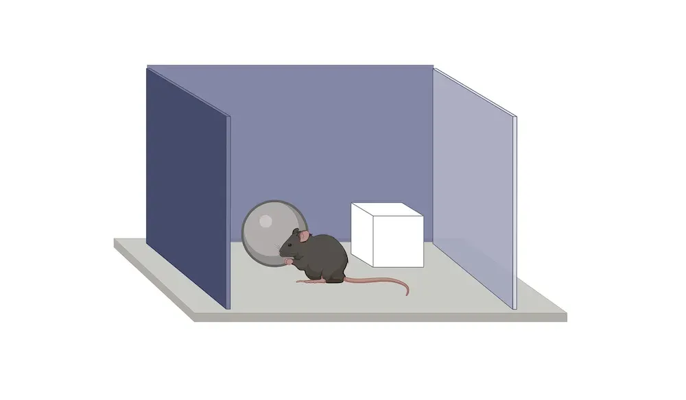 Une souris de laboratoire, à l'intérieur d'un dispositif expérimental pour la Cognition - Reconnaissance d'objets nouveaux