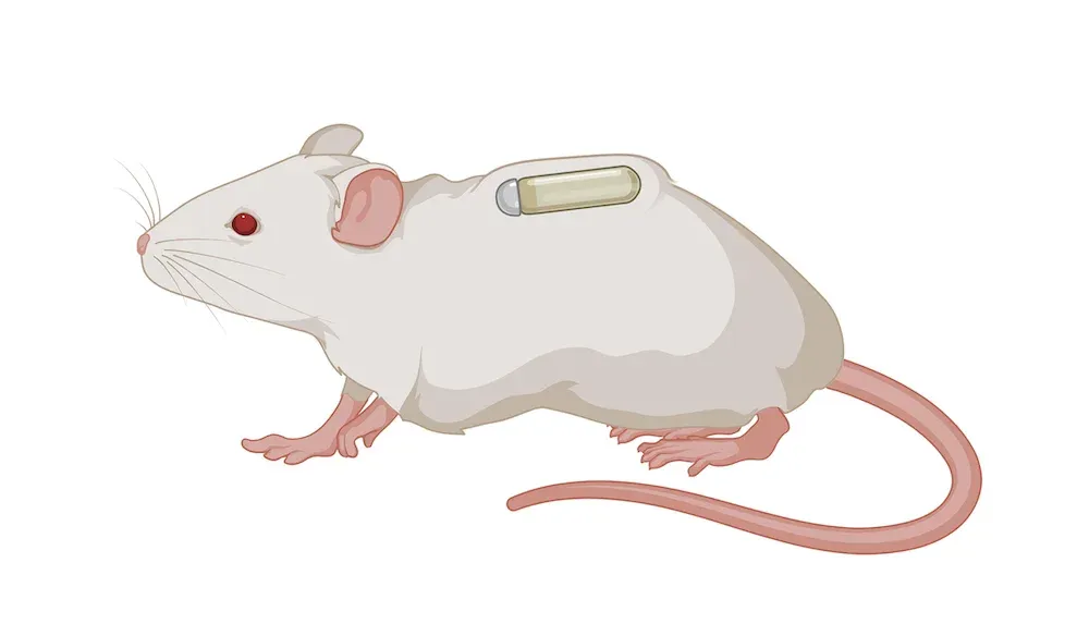 Rodent Model used for Dosing - Osmotic Pump Administration