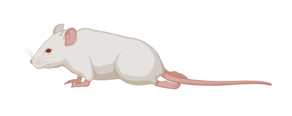 Rodent Model showing paralysis
