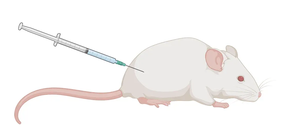 Rodent Model used for Dosing - Peripheral Administration