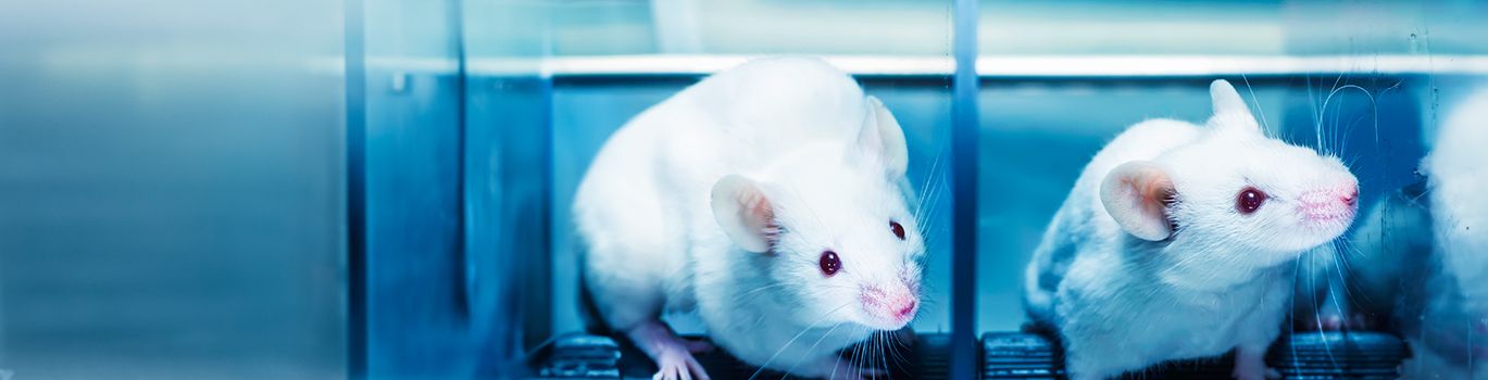 Two laboratory mice, which are commonly used as rodent models in biomedical research