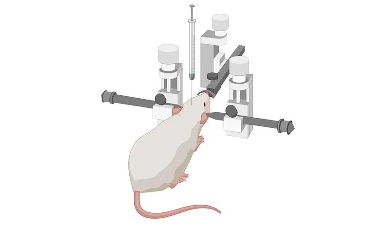 A stereotaxic surgery setup with a rodent, commonly used in neurological research to administer treatments with precision to specific brain regions, particularly for Parkinson's Disease (PD) studies.