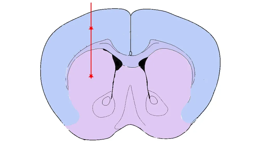 Illustration simplifiée d'une vue en coupe du cerveau d'un rongeur - Maladie de Parkinson - Synucléine PFF injection striatum cortex