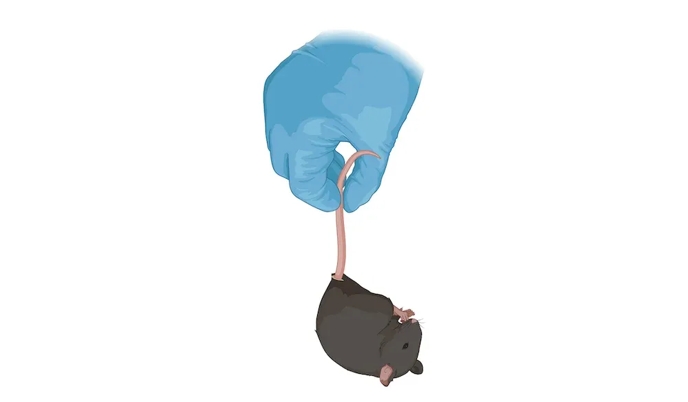 Une souris de laboratoire, à l'intérieur d'un dispositif expérimental pour le test de la fonction motrice - suspension de la queue. 