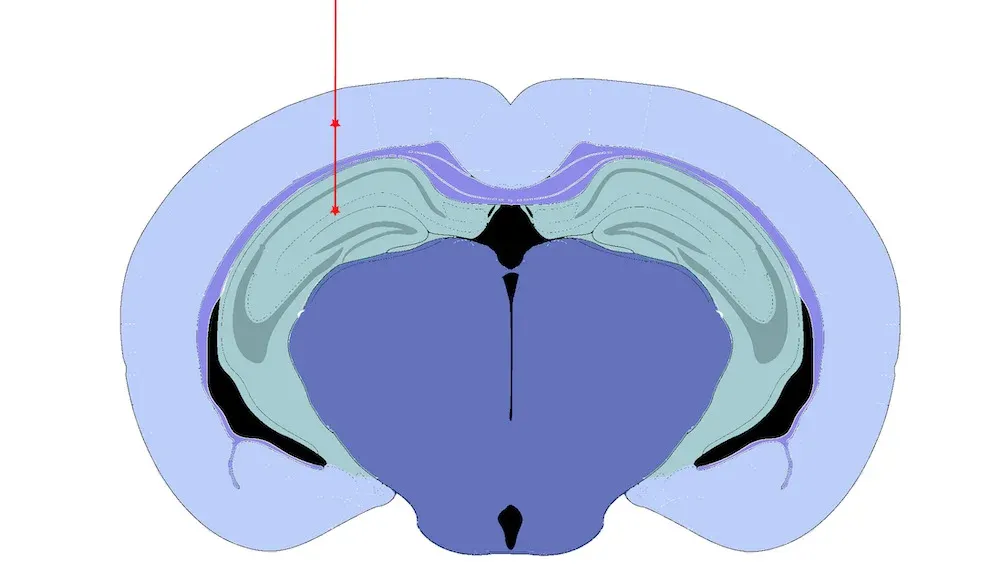 Illustration simplifiée d'une vue en coupe d'un cerveau de rongeur - AD - Tau PFF sites d'injection