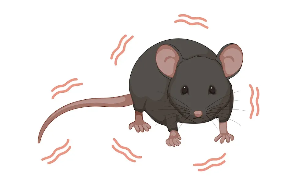 Illustration d'une souris qui présente des tremblements, un symptôme souvent associé à diverses affections neurologiques ou aux effets secondaires de certains agents thérapeutiques.
