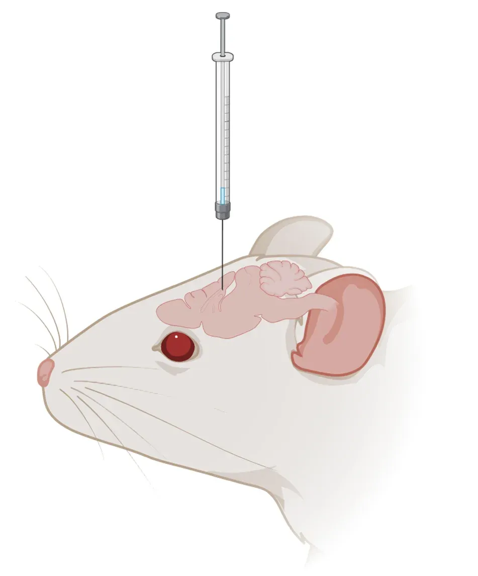 Rodent Model used for Dosing - Direct CNS Administration