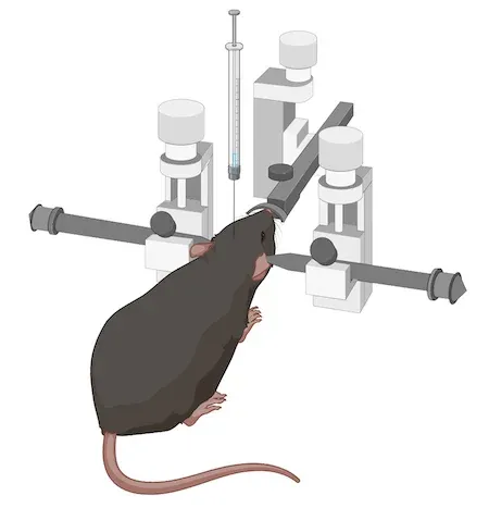  A stereotaxic surgery setup with a rodent, commonly used in neurological research to administer treatments with precision to specific brain regions, particularly for Parkinson's Disease (PD) studies.