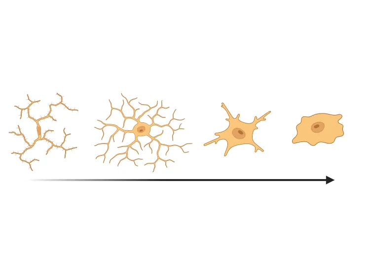 A progression or sequence of shapes that resemble neuronal changes